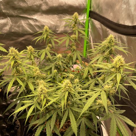 Amnees Auto #1 growlog timeline photo