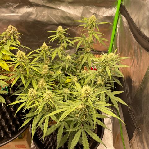 Amnees Auto #1 growlog timeline photo