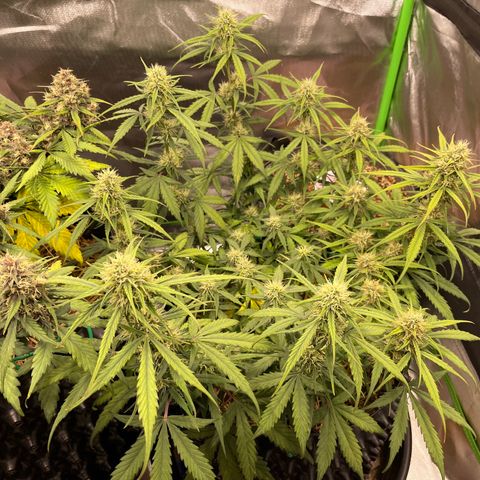 Amnees Auto #1 growlog timeline photo