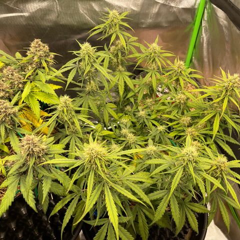 Amnees Auto #1 growlog timeline photo
