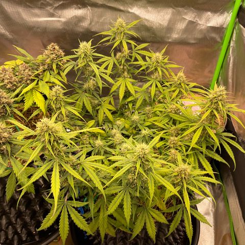 Amnees Auto #1 growlog timeline photo