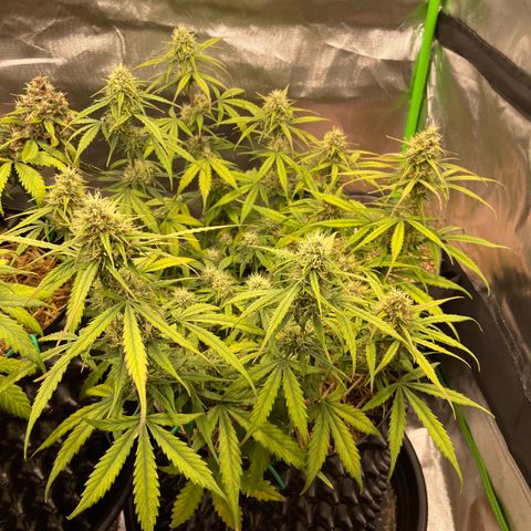 Amnees Auto #1 growlog timeline photo