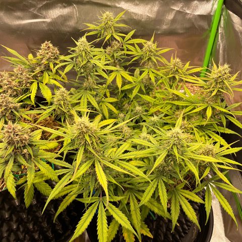 Amnees Auto #1 growlog timeline photo