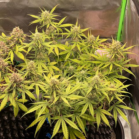 Amnees Auto #1 growlog timeline photo