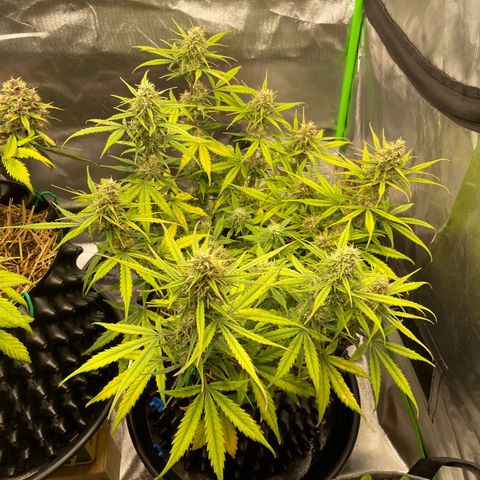 Amnees Auto #1 growlog timeline photo
