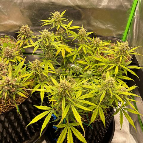 Amnees Auto #1 growlog timeline photo