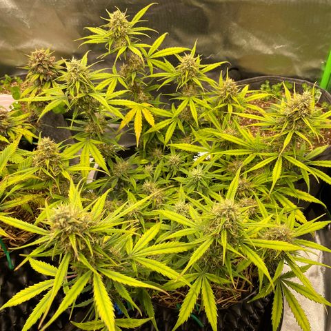 Amnees Auto #1 growlog timeline photo