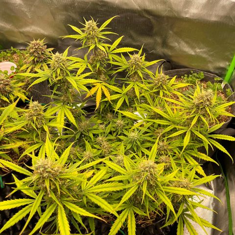 Amnees Auto #1 growlog timeline photo