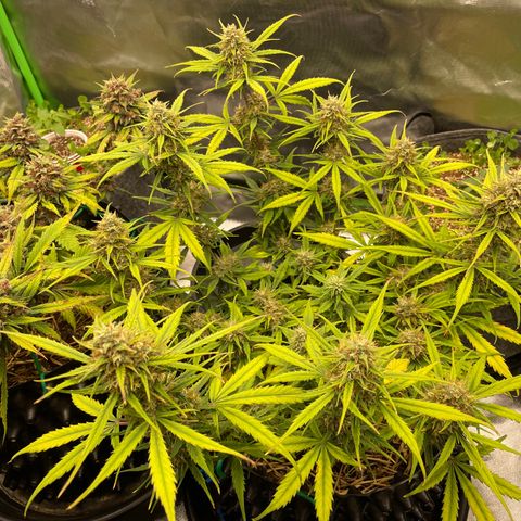 Amnees Auto #1 growlog timeline photo