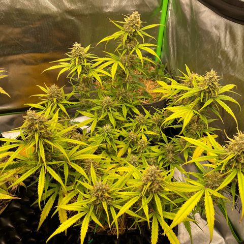Amnees Auto #1 growlog timeline photo