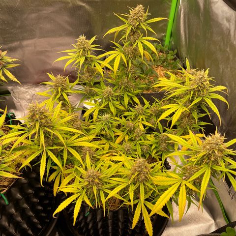 Amnees Auto #1 growlog timeline photo