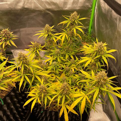 Amnees Auto #1 growlog timeline photo