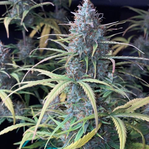 Amnees Auto #1 growlog timeline photo