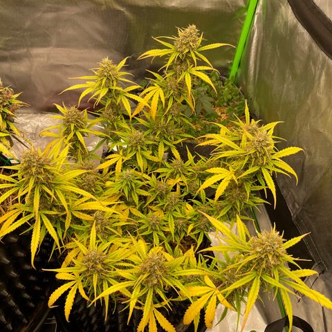 Amnees Auto #1 growlog timeline photo