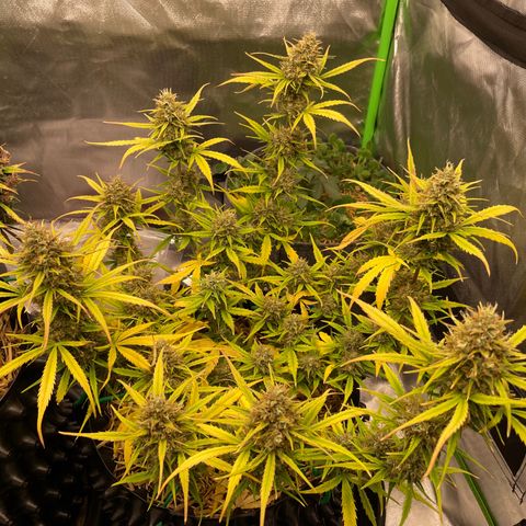 Amnees Auto #1 growlog timeline photo