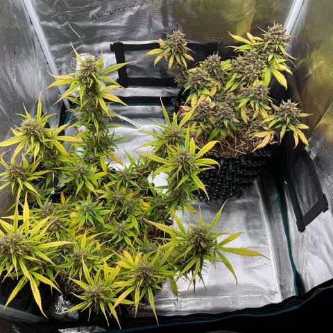 Amnees Auto #1 growlog timeline photo