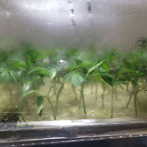 Blueberry Kush growlog timeline photo