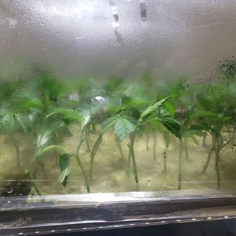 Blueberry Kush growlog photo: 97 blueberry kush , 38 strawberry kush