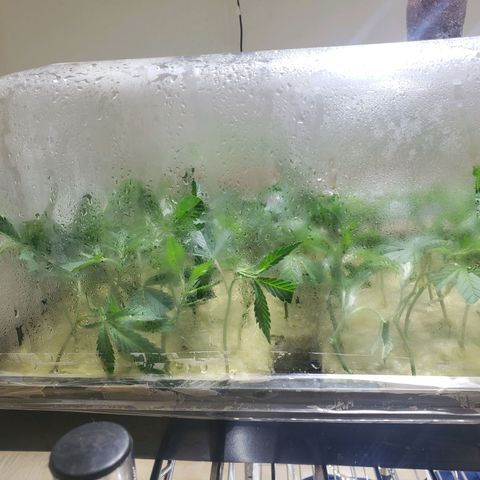 Blueberry Kush growlog photo: 97 blueberry kush , 38 strawberry kush