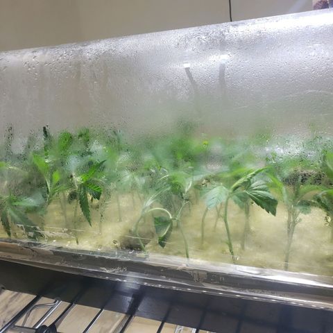 Blueberry Kush growlog photo: 97 blueberry kush , 38 strawberry kush