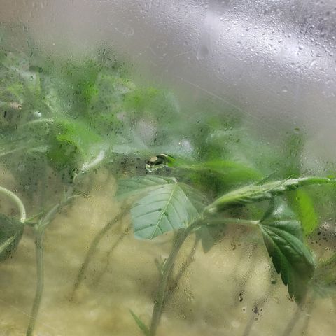 Blueberry Kush growlog photo: 97 blueberry kush , 38 strawberry kush
