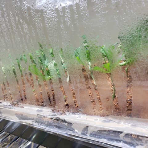 Blueberry Kush growlog timeline photo