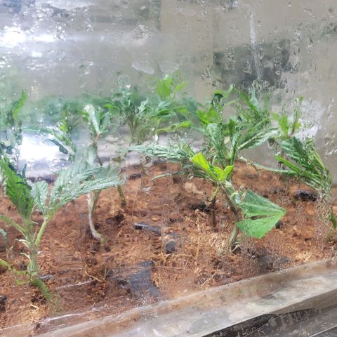 Blueberry Kush growlog photo: 24 horas en humedad clones al 1000 se les hecho agua para obtener mejor raiz