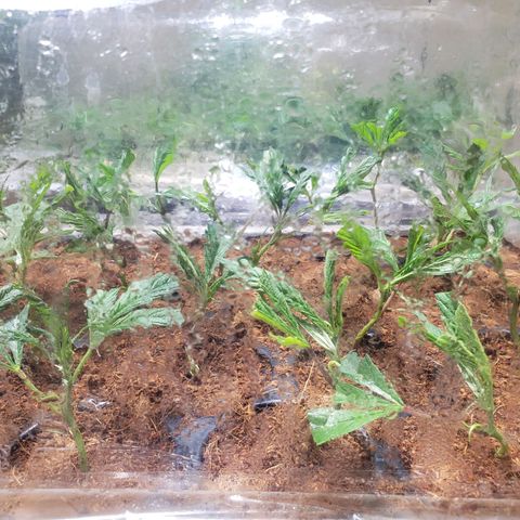 Blueberry Kush growlog photo: 24 horas en humedad clones al 1000 se les hecho agua para obtener mejor raiz
