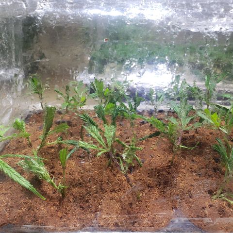 Blueberry Kush growlog photo: 24 horas en humedad clones al 1000 se les hecho agua para obtener mejor raiz