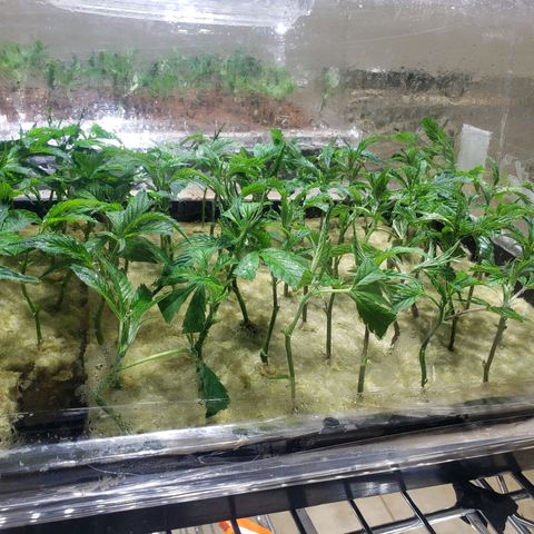 Blueberry Kush growlog photo: 24 horas en humedad clones al 1000 se les hecho agua para obtener mejor raiz
