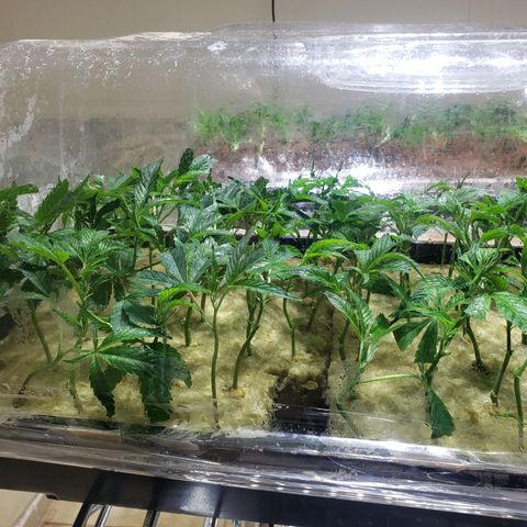 Blueberry Kush growlog photo: 24 horas en humedad clones al 1000 se les hecho agua para obtener mejor raiz