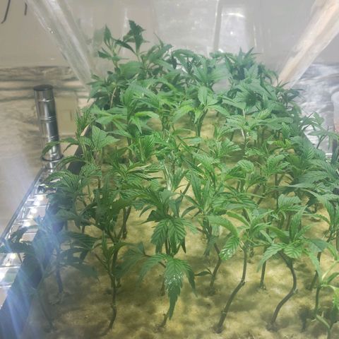 Blueberry Kush growlog timeline photo
