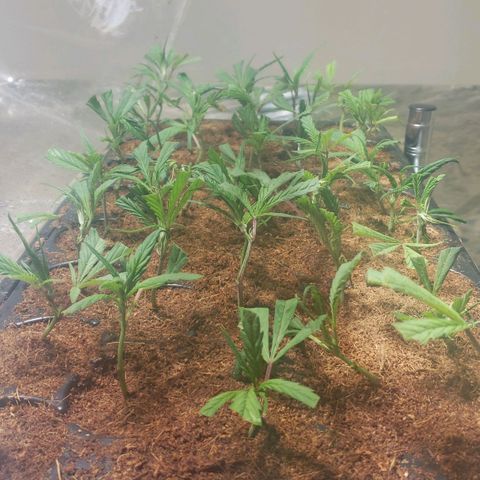 Blueberry Kush growlog timeline photo