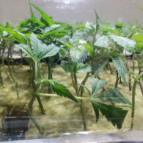 Blueberry Kush growlog photo: Dia cuatro se abrió los costados completamente 