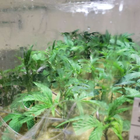Blueberry Kush growlog photo: Dia cuatro se abrió los costados completamente 
