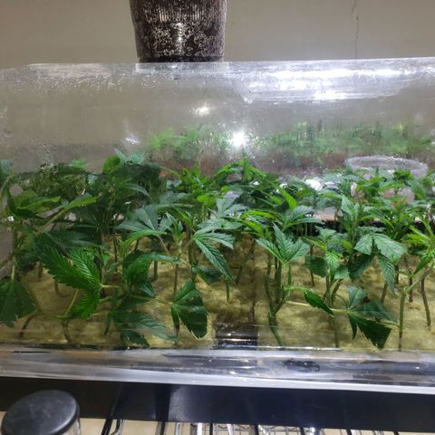Blueberry Kush growlog photo: Dia cuatro se abrió los costados completamente 