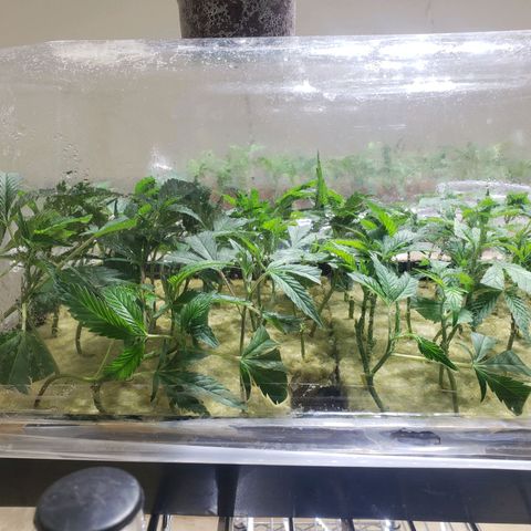 Blueberry Kush growlog photo: Dia cuatro se abrió los costados completamente 