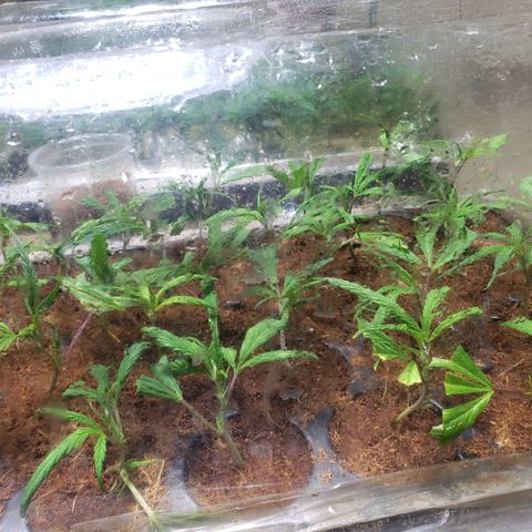 Blueberry Kush growlog photo: Dia cuatro se abrió los costados completamente 