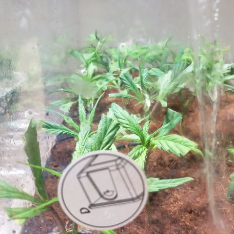 Blueberry Kush growlog photo: Dia cuatro se abrió los costados completamente 