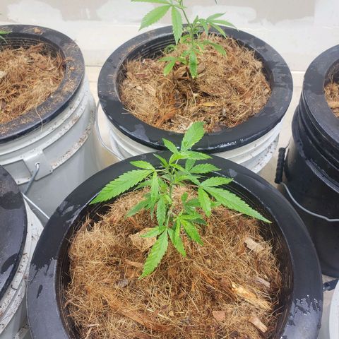 Blueberry Kush growlog timeline photo