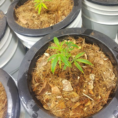 Blueberry Kush growlog photo: Se trasplantaron 90 plantas 50 blueberry y 40 straberry. Cuarto 1 primer día de vegetación 
