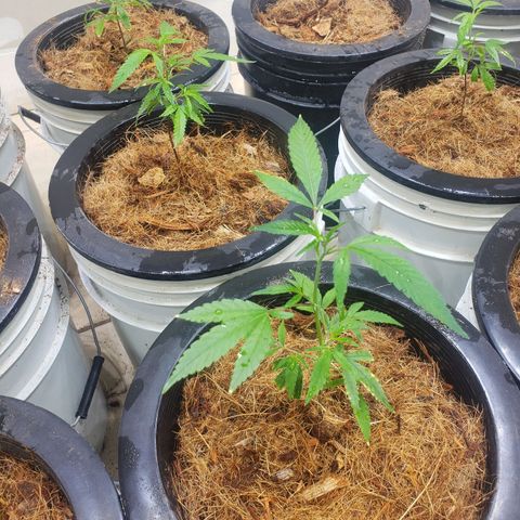 Blueberry Kush growlog photo: Se trasplantaron 90 plantas 50 blueberry y 40 straberry. Cuarto 1 primer día de vegetación 