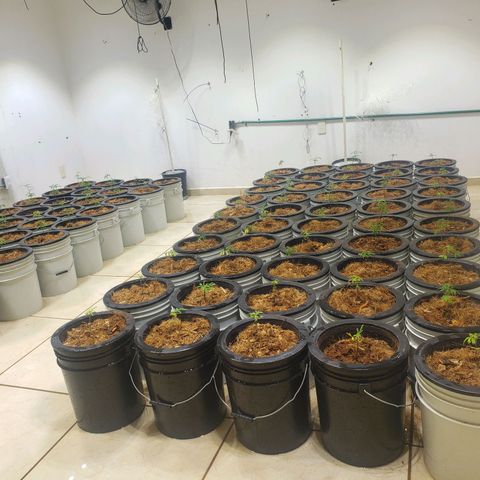 Blueberry Kush growlog photo: Se trasplantaron 90 plantas 50 blueberry y 40 straberry. Cuarto 1 primer día de vegetación 