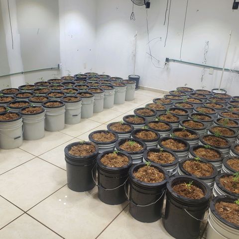 Blueberry Kush growlog photo: Se trasplantaron 90 plantas 50 blueberry y 40 straberry. Cuarto 1 primer día de vegetación 