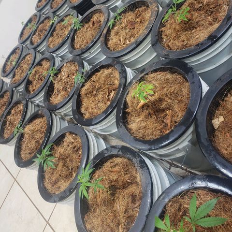 Blueberry Kush growlog photo: Se trasplantaron 90 plantas 50 blueberry y 40 straberry. Cuarto 1 primer día de vegetación 