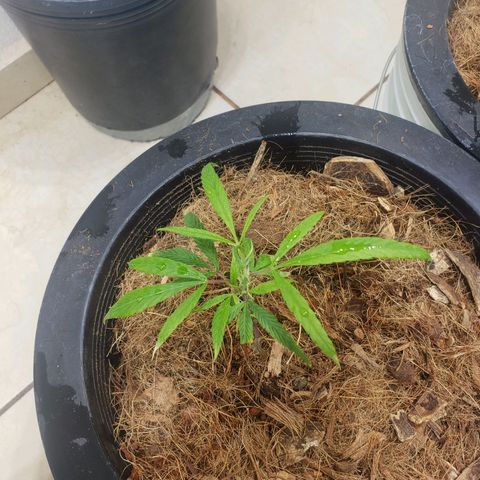 Blueberry Kush growlog photo: Se trasplantaron 90 plantas 50 blueberry y 40 straberry. Cuarto 1 primer día de vegetación 