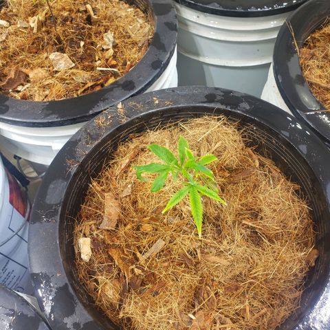 Blueberry Kush growlog photo: Se trasplantaron 90 plantas 50 blueberry y 40 straberry. Cuarto 1 primer día de vegetación 