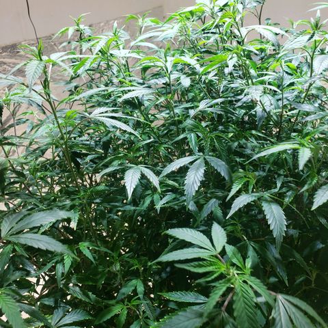 Blueberry Kush growlog photo: Genetica