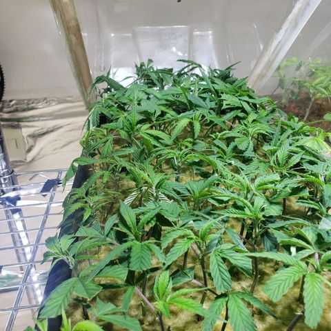 Blueberry Kush growlog photo: Clones una semana y una dia