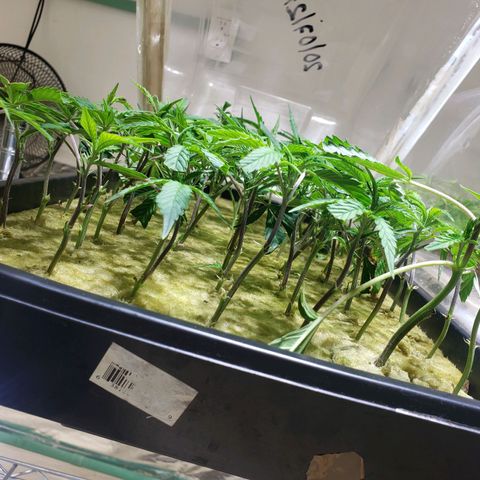 Blueberry Kush growlog photo: Clones una semana y una dia